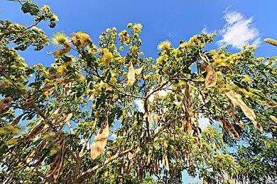 《女神异闻录５ 战略版》Steam页面上线 国区售价319元